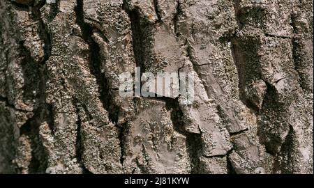 Embossed texture of walnut bark with green moss. photo of walnut texture. Stock Photo