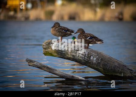 Two female ducks standing on a branch coming out of water, with the colorful male in the background Stock Photo