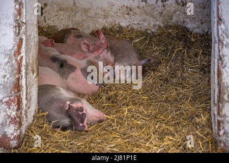 Szentendre, Hungary - 01 Sep 2021:  Five cute little spotty pink piglets sleeping on hay in a pigsty in the famous Skanzen of Szentendre Stock Photo