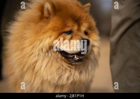 Pécel, Hungary - 27 Feb 2022: Chow chow close up face portrait next to the legs of the owner. Stock Photo