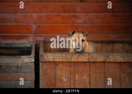 Pécel, Hungary - 27 Feb 2022: Cute Staffordshire Bull Terrier looking out from a box with red wood background Stock Photo