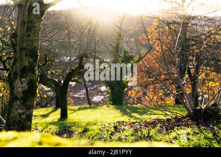 Tree trunk covered with green moss on blur background leafless tree and green grass in the park on the mountain near village in valley. Beauty Stock Photo