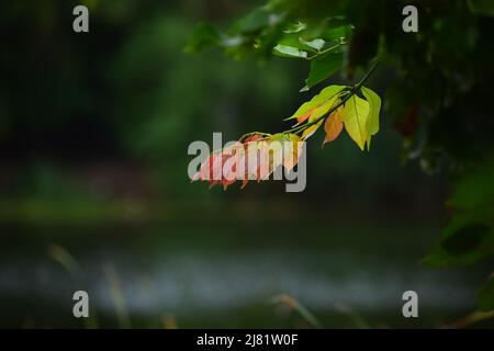 save trees, save lives.. if, you not, one day we fall on earth like a leaves Stock Photo