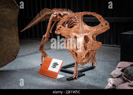 skeleton of the protoceratops quadpie dinosaur. Paleontological Museum of Natural History Paleopark. April 19, 2022. Russia Altai Stock Photo