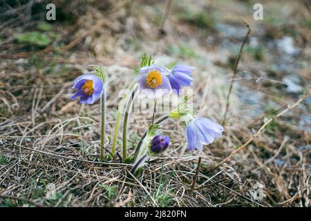 First spring flowers. Close up of snowdrop flowers blooming in a garden Stock Photo