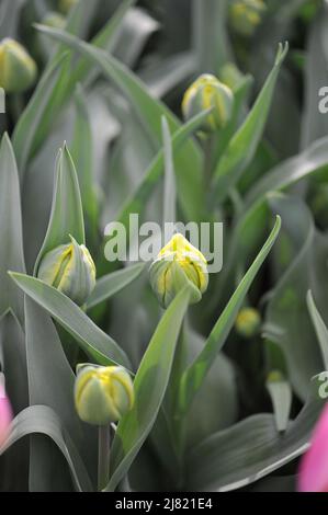 Yellow tulips (Tulipa) Magic Carpet bloom in a garden in April Stock Photo