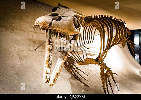 View of a mounted Mosasaurus fossil at the Natural History Museum in ...