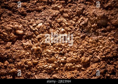 Close-up view of the fossils of prehistoric mussels and marine snails Stock Photo
