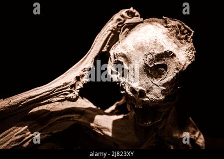Scary close-up view of a mummified cat isolated on black background, scratching head Stock Photo