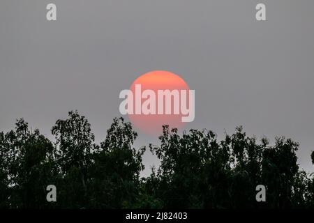 Orange sun setting behind the trees isolated on smoky sky Stock Photo