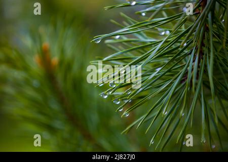 Conifer needles with dew drops. Selective focus. Stock Photo