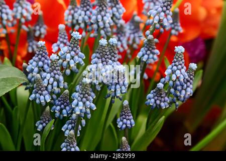 Muscari armeniacum close up, blue grape hyacinths closeup, spring flowers in bloom. Blue tiny spring flowers in the garden Stock Photo