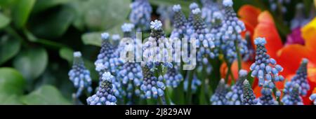 Muscari armeniacum close up, blue grape hyacinths closeup, spring flowers in bloom. Blue tiny spring flowers in the garden Stock Photo