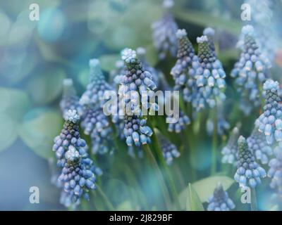 Muscari armeniacum close up, blue grape hyacinths closeup, spring flowers in bloom. Blue tiny spring flowers in the garden Stock Photo