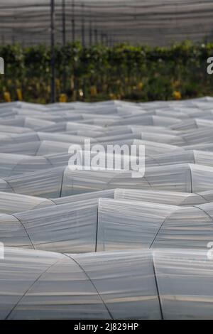 Farm plantation covered under agricultural plastic film tunnel rows, Create a greenhouse effect, Growing food, protecting plants from frost and wind. Stock Photo