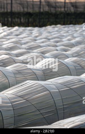 Farm plantation covered under agricultural plastic film tunnel rows, Create a greenhouse effect, Growing food, protecting plants from frost and wind. Stock Photo