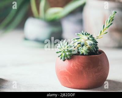 Succulents in pots. Handmade pots made of gypsum for plants. Beautiful home decors Stock Photo