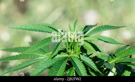 Closeup of cannabis plant, beautiful white bokeh on blur background. Cultivation of hemp herb with green compound leaves. Marijuana recreational drug. Stock Photo