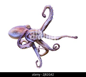 Close-up view of a Common Octopus (Octopus vulgaris), isolated on white background Stock Photo