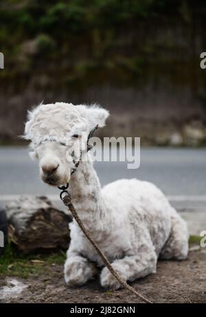 alpaca in the mountains of Ecuador Stock Photo