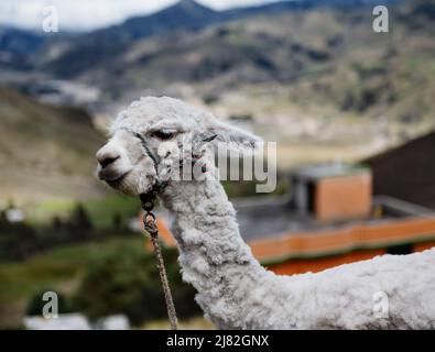 alpaca in the mountains of Ecuador Stock Photo