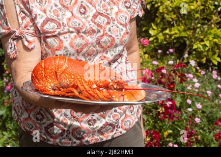 Cooked lobster on a plate served by a woman Stock Photo