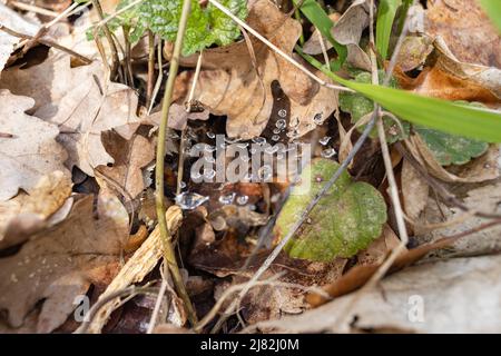 spider web in foliage with water drops close up Stock Photo