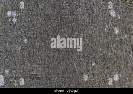 Close-up texture of grey beech tree bark with white spots of lichen, macro image background Stock Photo