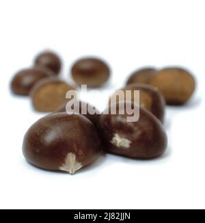 Fresh uncooked sweet chestnuts isolated on a white studio background Stock Photo