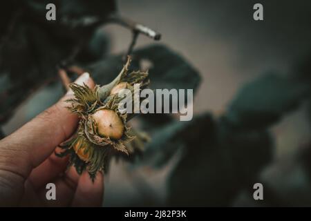 Hand holding green hazelnuts growing on the branch of hazelnut tree. Ready to pick hazelnuts. Stock Photo