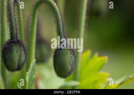 Iceland Poppy buds (Papaver nudicaule). Unblown poppy buds that soon will bloom in the garden during Spring time. Stock Photo