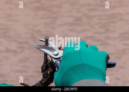 Man cutting branch of vine using secateurs. Stock Photo