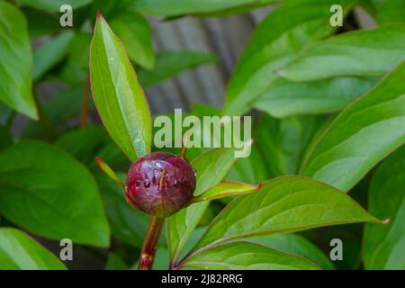 Peony rose bud ready to burst open in Spring. Stock Photo