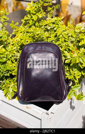 burgundy leather backpack. bush on a background Stock Photo