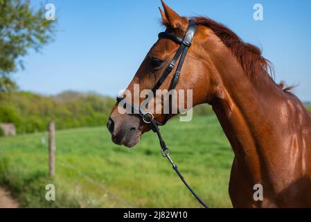 Close up portrait shot of the side of a beautiful brown chestnut mare horse face with a halter and a green meadow background Stock Photo