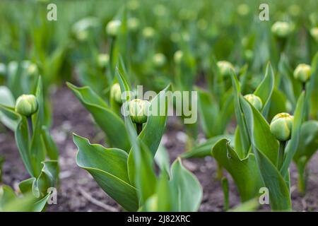 young unopened green tulip buds grow on dark soil. High quality photo Stock Photo