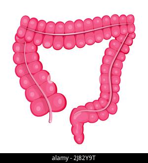 Large intestine vector in flat detail style. Human internal organ isolated on white background. Digestive tract shown in flat illustration for medical Stock Vector