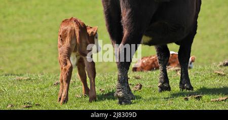 Young adorable beef cattle calf with its mother turned shyly away from camera Stock Photo