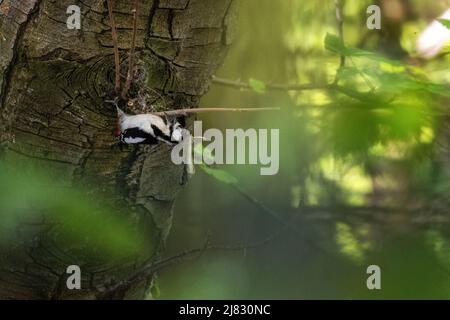 UK wildlife - 12 May 2022: UK wildlife: Greater spotted woodpecker (Dendrocopos major) dismantling a branch on a tree to access the knot behind in the search for insects. Burley-in-Wharfedale, West Yorkshire, England Credit: Rebecca Cole/Alamy Live News