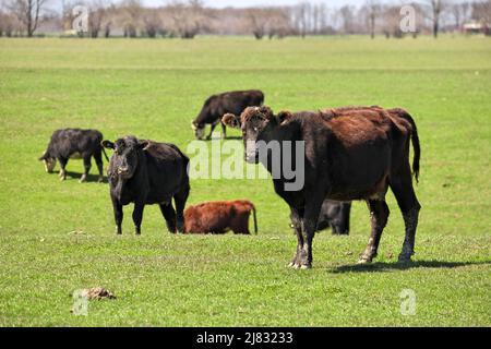 Herd of Happy Brown Black and Red Beef Cattle Cows Grazing in Field with one Looking at Camera Stock Photo