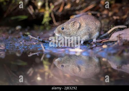 Small Bank vole, Myodes glareolus, rodent drinking water in a dark forest Stock Photo