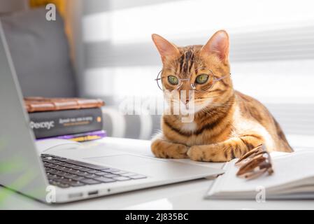 cat with glasses computer