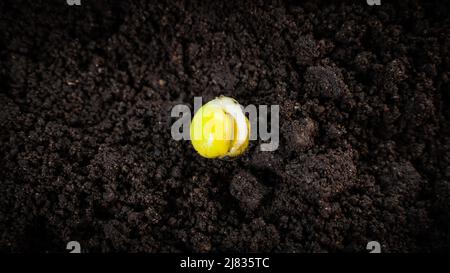 Sprouted pea seed close-up on the ground. Sprout from the cotyledon, roots Stock Photo