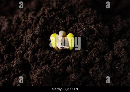 Sprouted pea seed close-up on the ground. Sprout from the cotyledon, roots Stock Photo