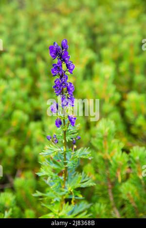 Beautiful violet flower in bright green grass, macro. Stock Photo