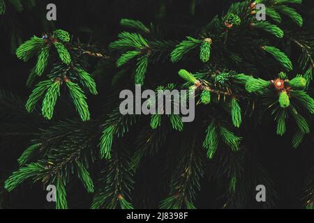 Young green shoots on branches coniferous trees.Growing pine Stock Photo