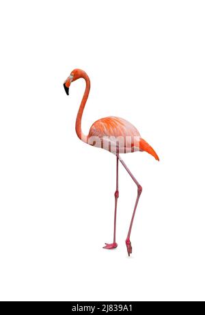 American flamingo isolated on white background. Stock Photo