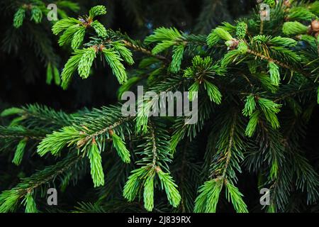 Young green shoots on branches coniferous trees.Growing pine Stock Photo