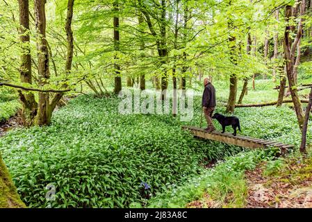 Clitheroe, Lancashire, UK. 12th May, 2022. Wild garlick coming in to full bloom in woodland in the Forest of Bowland near Clitheroe, Lancashire, UK Credit: John Eveson/Alamy Live News Stock Photo