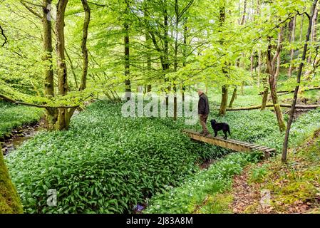 Clitheroe, Lancashire, UK. 12th May, 2022. Wild garlick coming in to full bloom in woodland in the Forest of Bowland near Clitheroe, Lancashire, UK Credit: John Eveson/Alamy Live News Stock Photo